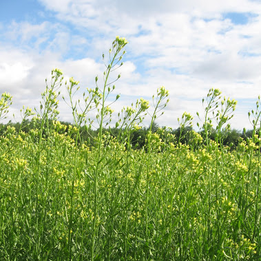 camelina1